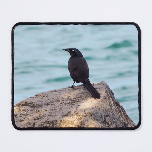 Item preview, Common Grackle Standing On a Rock By The Water designed and sold by BackyardBirder.