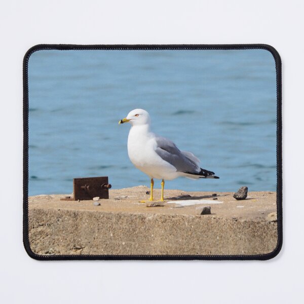 Item preview, Gull Standing By The Water designed and sold by BackyardBirder.