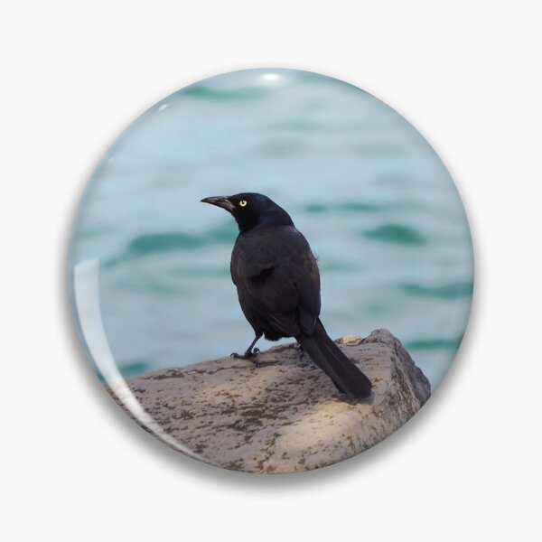 Item preview, Common Grackle Standing By The Water designed and sold by BackyardBirder.