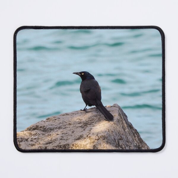 Item preview, Common Grackle Standing By The Water designed and sold by BackyardBirder.