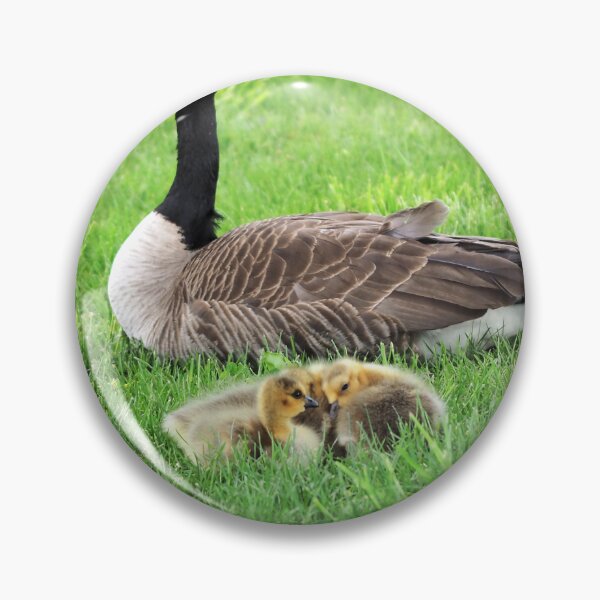 Item preview, Canada Goose Resting With Its Goslings designed and sold by BackyardBirder.