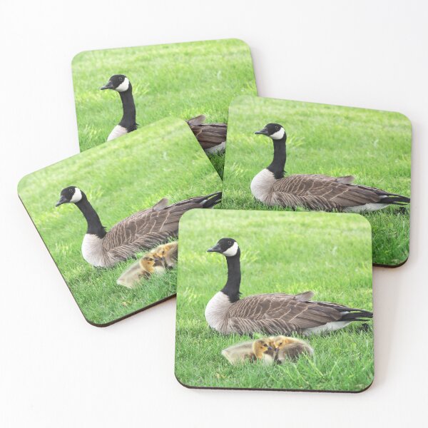 Item preview, Canada Goose Resting With Its Goslings designed and sold by BackyardBirder.