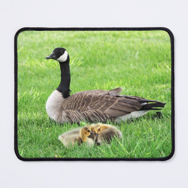 Item preview, Canada Goose Resting With Its Goslings designed and sold by BackyardBirder.