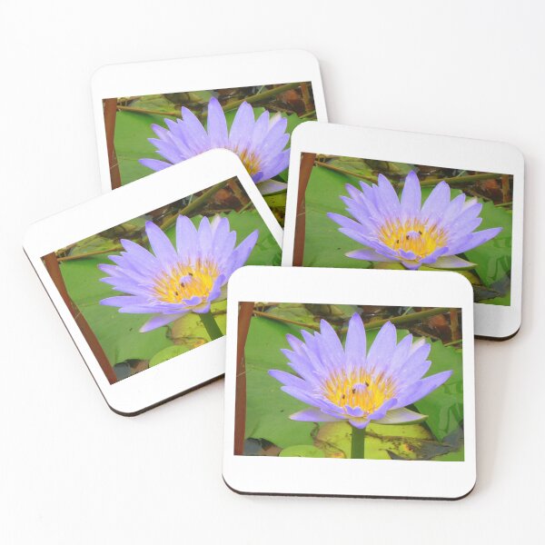 Aperçu de l'œuvre Water Lilly Cooroibah, QLD, 4 créée et vendue par Angela Gannicott.