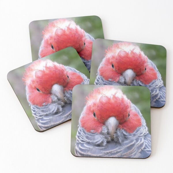 Item preview, Gang-gang cockatoo designed and sold by pawprintz.
