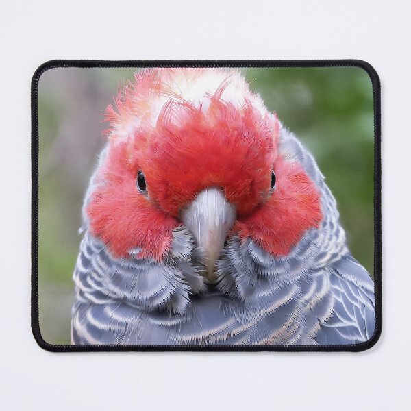 Item preview, Gang-gang cockatoo designed and sold by pawprintz.
