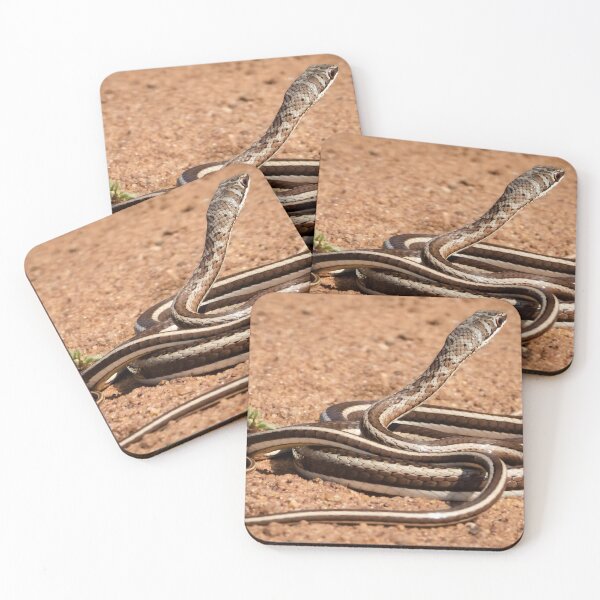 Item preview, Western Yellow-bellied Sand Snake (Psammophis subtaeniatus) designed and sold by Pixel Press Prints.