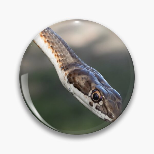 Item preview, Karoo Sand Snake (Psammophis notostictus) designed and sold by Pixel Press Prints.