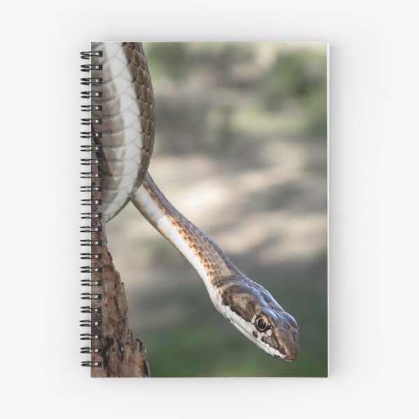 Item preview, Karoo Sand Snake (Psammophis notostictus) designed and sold by Pixel Press Prints.