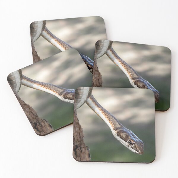 Item preview, Karoo Sand Snake (Psammophis notostictus) designed and sold by Pixel Press Prints.