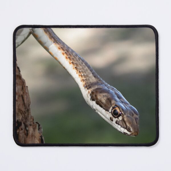 Item preview, Karoo Sand Snake (Psammophis notostictus) designed and sold by Pixel Press Prints.