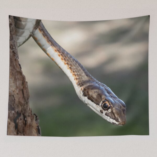 Item preview, Karoo Sand Snake (Psammophis notostictus) designed and sold by Pixel Press Prints.