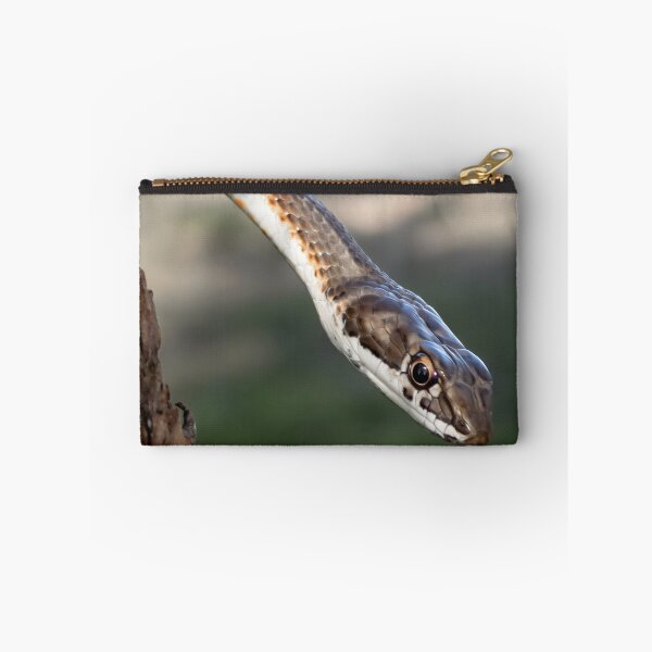 Item preview, Karoo Sand Snake (Psammophis notostictus) designed and sold by Pixel Press Prints.