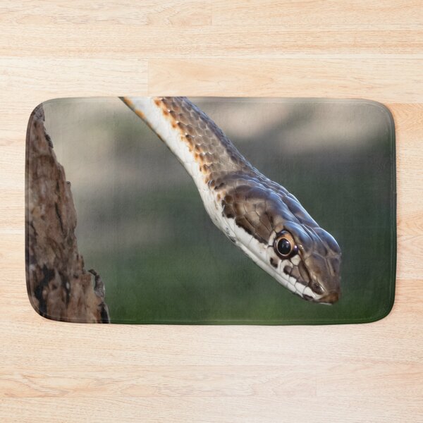 Item preview, Karoo Sand Snake (Psammophis notostictus) designed and sold by Pixel Press Prints.