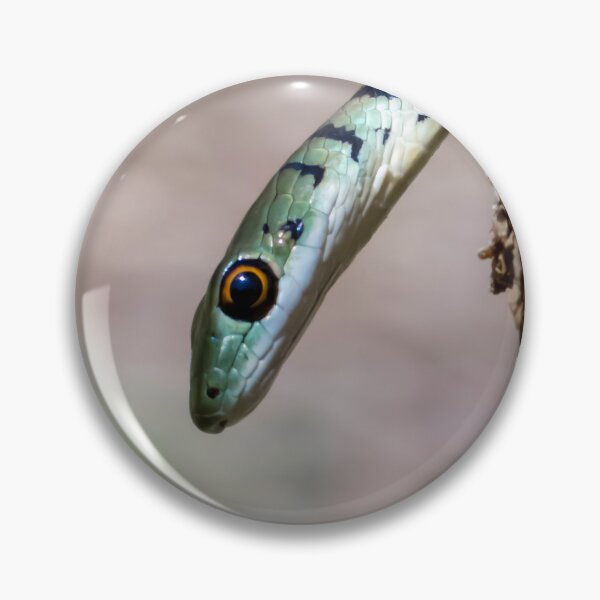 Item preview, Spotted Bush Snake (Philothamnus semivariegatus) designed and sold by Pixel Press Prints.