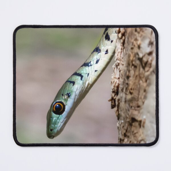 Item preview, Spotted Bush Snake (Philothamnus semivariegatus) designed and sold by Pixel Press Prints.