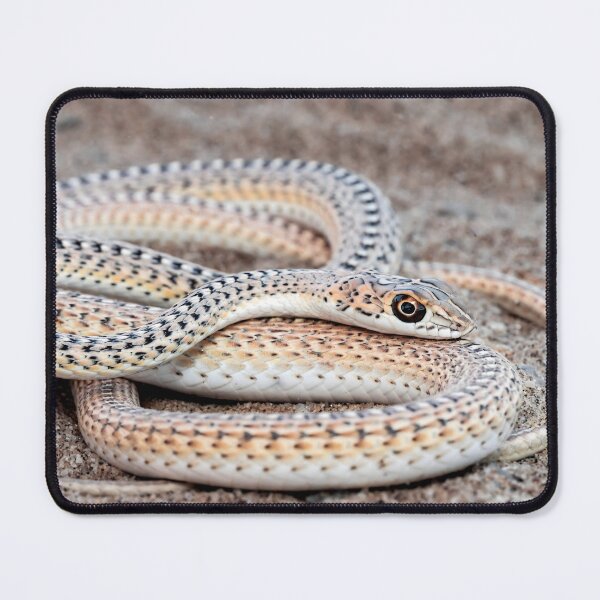 Item preview, Namib Sand Snake (Psammophis namibensis) designed and sold by Pixel Press Prints.