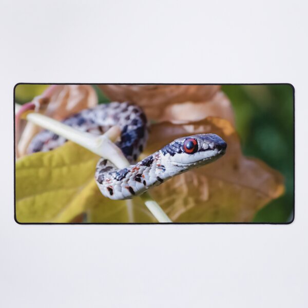 Item preview, Spotted Skaapsteker (Psammophylax rhombeatus) designed and sold by Pixel Press Prints.
