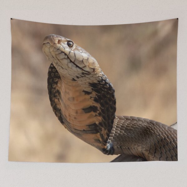 Artikelvorschau, Mosambik-Speikobra (Naja mossambica) entworfen und verkauft von Pixel Press Prints.