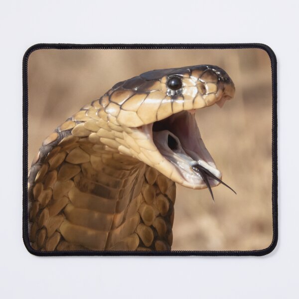 Item preview, Snouted Cobra (Naja annulifera) designed and sold by Pixel Press Prints.