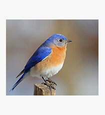 Blue bird Photographic Print