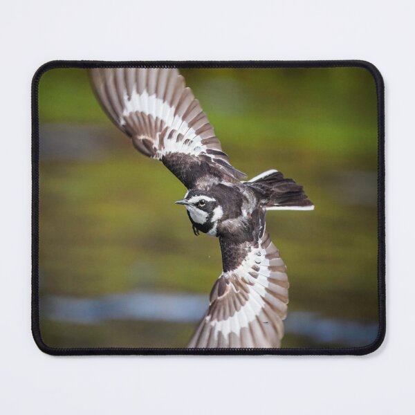 Item preview, African Wagtail designed and sold by Wild Images.