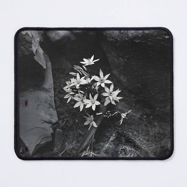 Item preview, Bethlehem-star (Ornithogalum fimbriatum Wild) designed and sold by CharlotteSDJ.