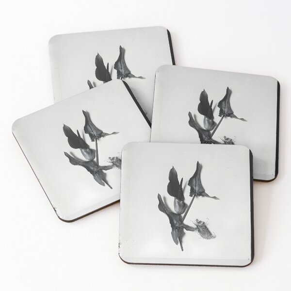 Item preview, Palestine arums (Arum palaestinum Boiss) designed and sold by CharlotteSDJ.