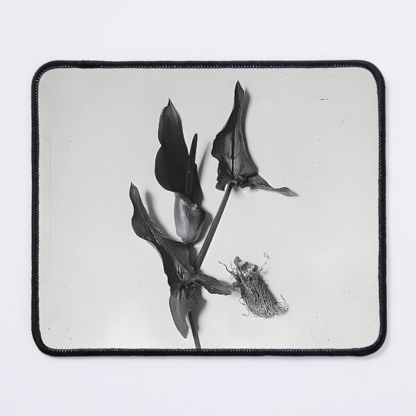 Item preview, Palestine arums (Arum palaestinum Boiss) designed and sold by CharlotteSDJ.