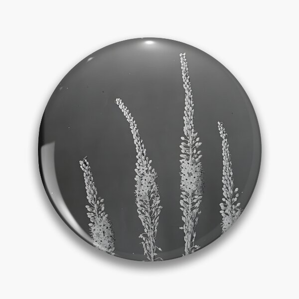 Item preview, Maritime squill (Urginea maritima Baker) designed and sold by CharlotteSDJ.