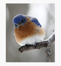 Bluebird Photographic Print