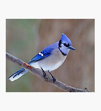Blue Jay Photographic Print