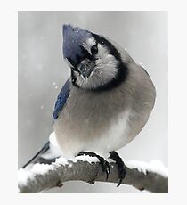 Blue Jay Photographic Print