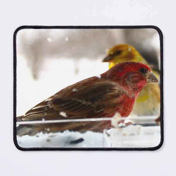 Item preview, Male house finch designed and sold by McFleur's Lens.
