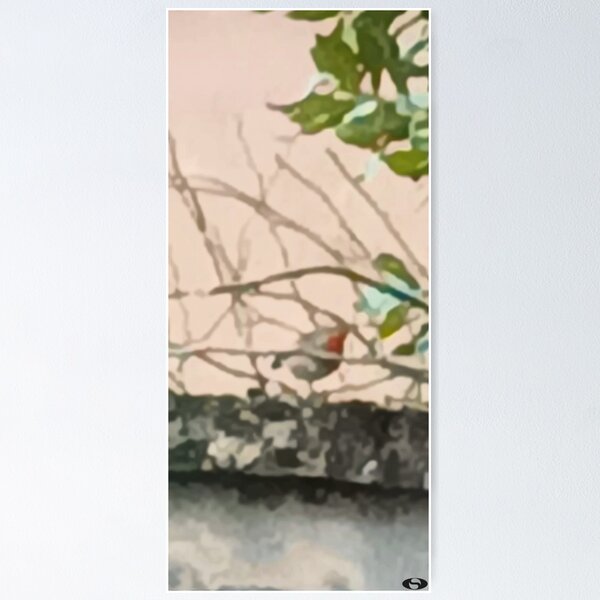 Robin on a low wall Poster