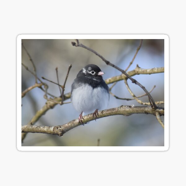 Item preview, Leucistic Dark-eyed Junco designed and sold by Tonia Delozier's Photography .