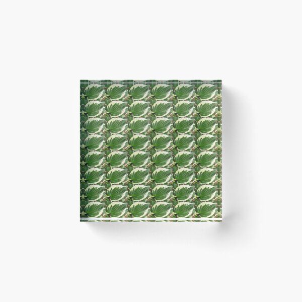 Item preview, Hosta designed and sold by lillianhibiscus.