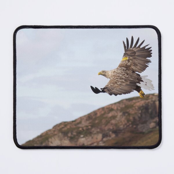 Item preview, Great White Tailed Eagle of Scotland designed and sold by Lsteuart.