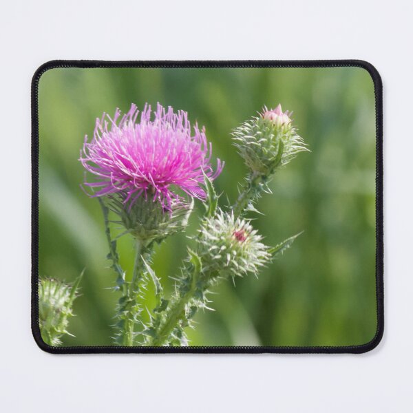 Item preview, Scottish Thistle: the national flower and emblem of Scotland designed and sold by Lsteuart.