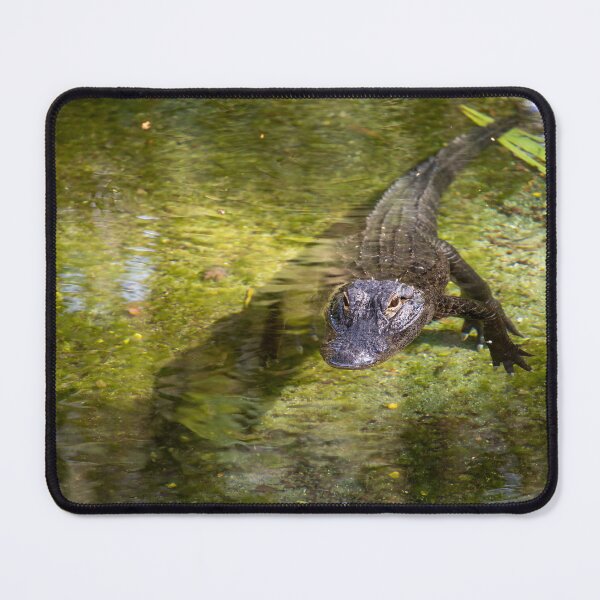 Item preview, Alligator Eyeing some Tourists, Orlando, Florida designed and sold by jrtwynam.