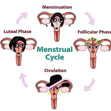Menstrual Cycle Explained