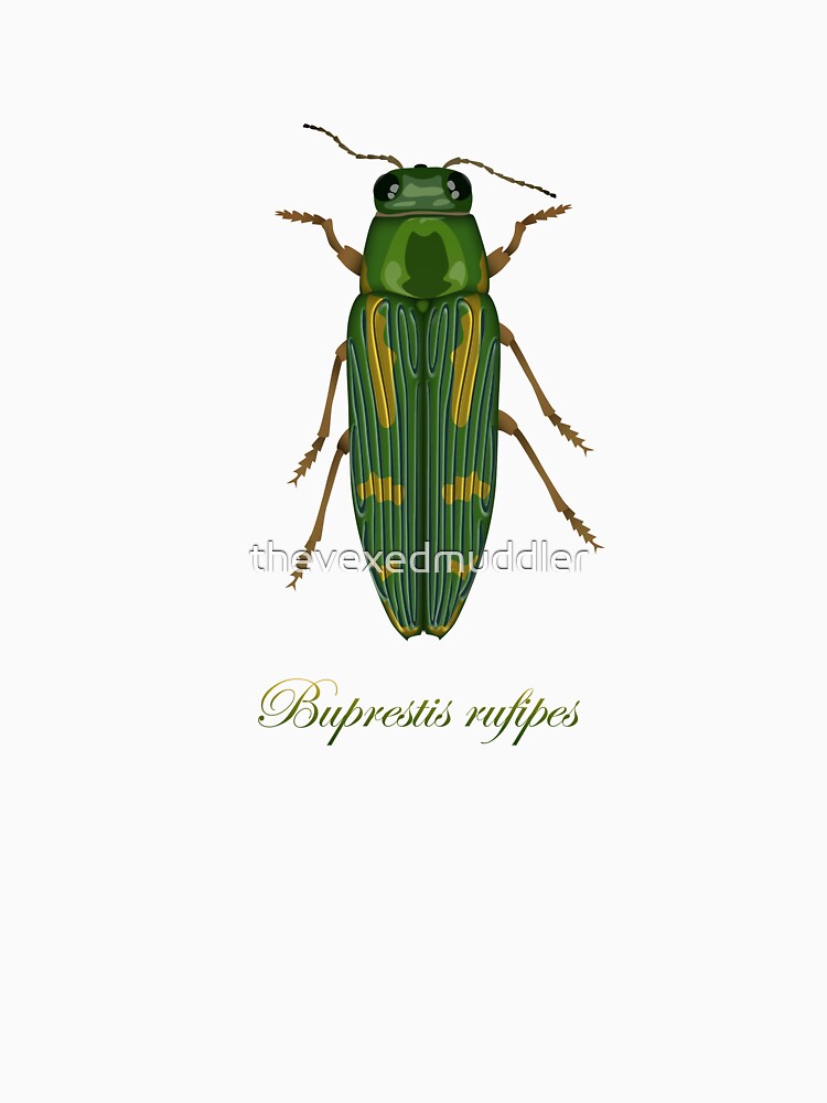 Buprestis rufipes - Red-legged Buprestis beetle by thevexedmuddler