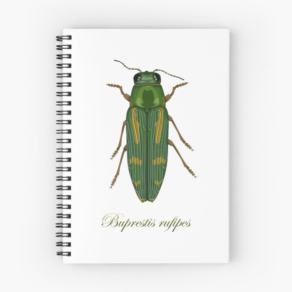 Item preview, Buprestis rufipes - Red-legged Buprestis beetle designed and sold by thevexedmuddler.