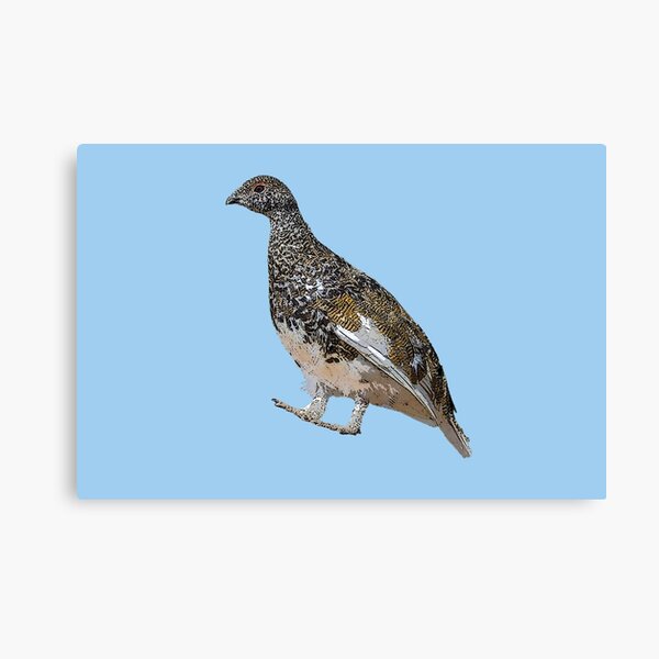 Item preview, White-tailed Ptarmigan Color Design  designed and sold by designsasstultd.