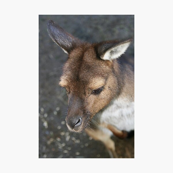 Item preview, "Roo of Parndana" designed and sold by Gail Mew.