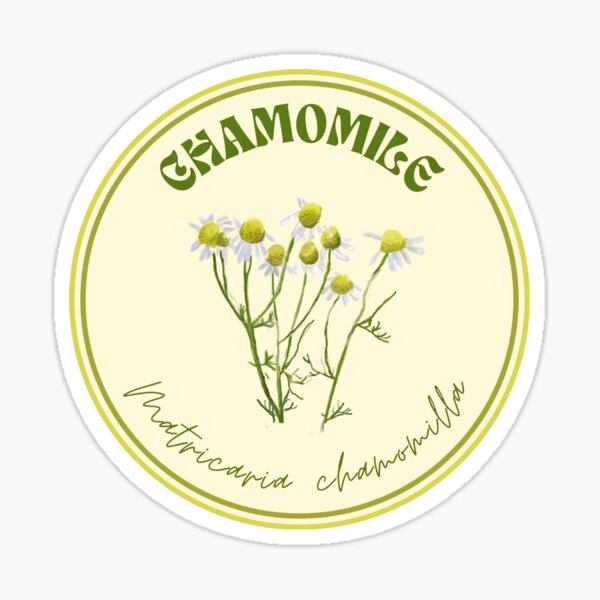 Chamomile - Matricaria chamomilla Sticker