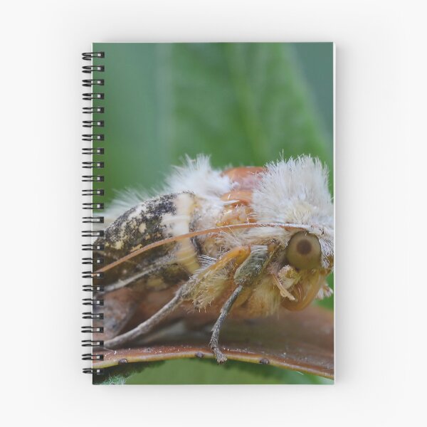 Item preview, Rain soaked Moth designed and sold by relayer51.