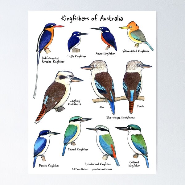 Item preview, Kingfishers of Australia designed and sold by Paula Peeters.