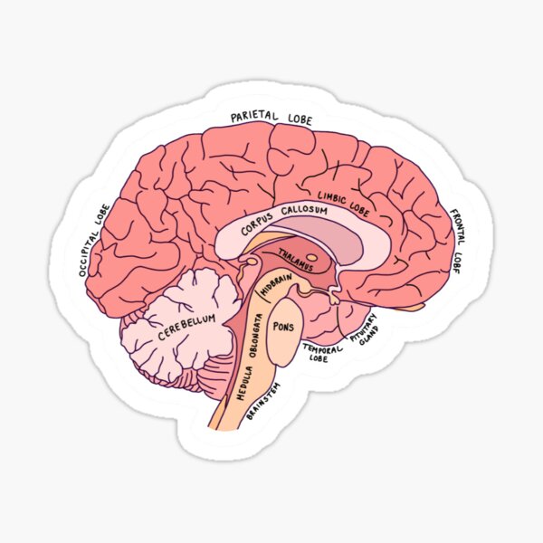 Item preview, Brain Anatomy designed and sold by SakStudioStickers.