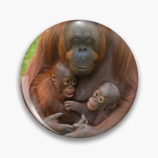 Item preview, Orangutan Family Bond designed and sold by rawshutterbug.